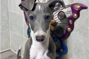 Silas - puppy for sale