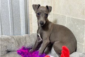 Camila - puppy for sale