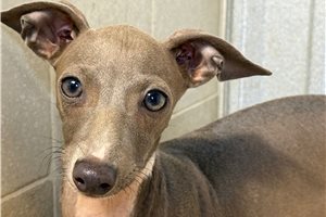 Dane - Italian Greyhound for sale
