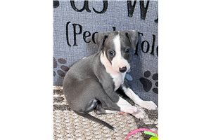 Merlin - Italian Greyhound for sale