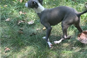 Selena - Italian Greyhound for sale