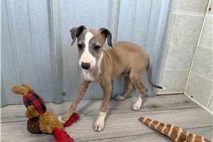 Kobe - Italian Greyhound for sale