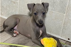 Benji - Italian Greyhound for sale