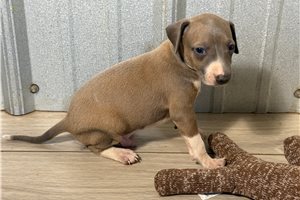 Lando - puppy for sale