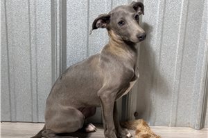 Sean - Italian Greyhound for sale