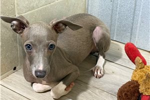 Dane - Italian Greyhound for sale