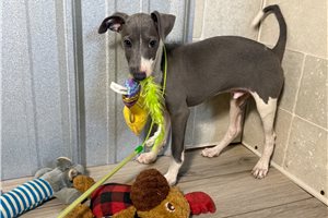 Marlin - Italian Greyhound for sale