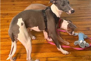 Beckham - Italian Greyhound for sale