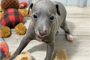 Camila - Italian Greyhound for sale