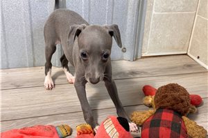Camila - Italian Greyhound for sale
