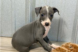 Carter - Italian Greyhound for sale