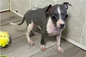 Bianca - Italian Greyhound for sale