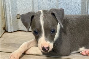 Hannah - Italian Greyhound for sale