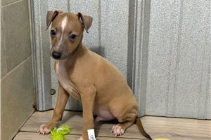 Locket - Italian Greyhound, placed in Southeast Missouri