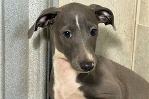 Lynx - Italian Greyhound for sale