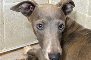 Matthew - Italian Greyhound for sale