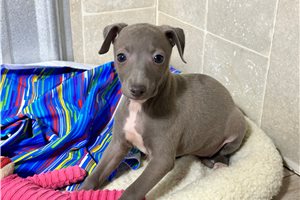 Claire - Italian Greyhound for sale