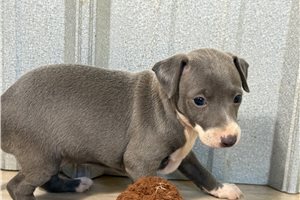Melinda - Italian Greyhound for sale