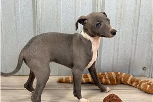 Adele - Italian Greyhound for sale