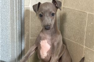 Benny - Italian Greyhound for sale
