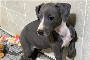 Danae - Italian Greyhound for sale