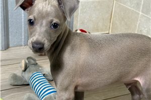 Benny - Italian Greyhound for sale