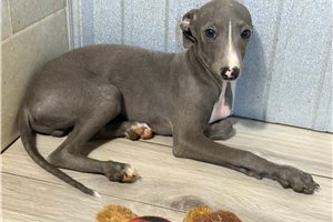 Hayes - Italian Greyhound for sale