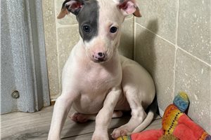 Kenna - Italian Greyhound for sale