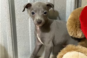 Ruth - Italian Greyhound for sale