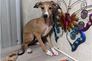 Magnum - puppy for sale