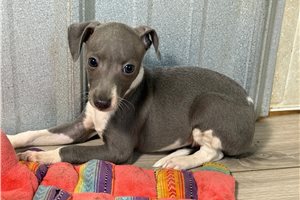 Cooper - Italian Greyhound for sale