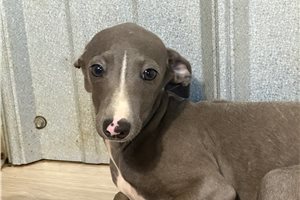 Hayes - Italian Greyhound for sale