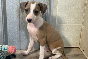 Libby - Italian Greyhound for sale