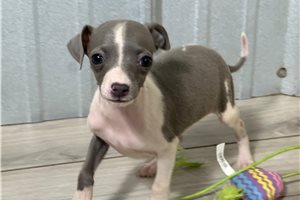 Bianca - Italian Greyhound for sale