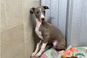 Peter - Italian Greyhound for sale