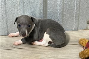 Cooper - Italian Greyhound for sale