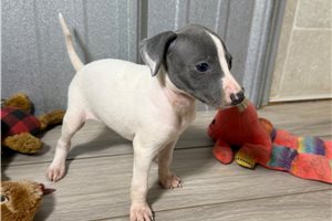 Kendra - Italian Greyhound for sale