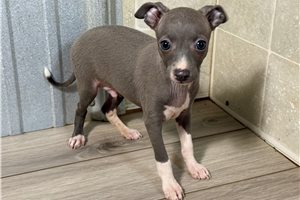 Dane - Italian Greyhound for sale