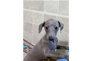 Amos - Italian Greyhound for sale