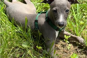 Dillon - Italian Greyhound for sale