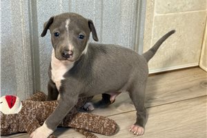 Lynx - puppy for sale