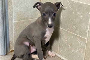 Dillon - Italian Greyhound for sale