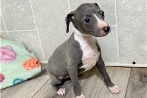 Karina - puppy for sale