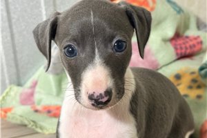 Enrico - puppy for sale