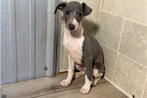 Marlin - Italian Greyhound for sale
