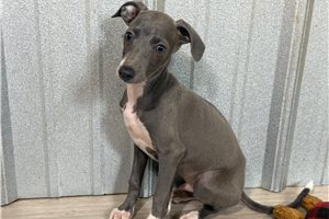 Toro - Italian Greyhound for sale