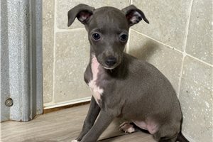 Madeline, a Italian Greyhound puppy