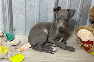 Theodore - Italian Greyhound for sale