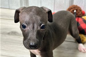 Elwood - Italian Greyhound for sale