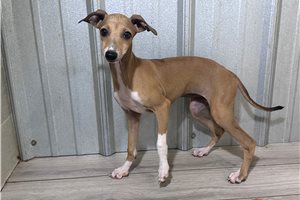 Maple - puppy for sale